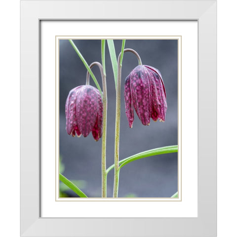 Snakes head or chess flower. Germany White Modern Wood Framed Art Print with Double Matting by Zwick, Martin