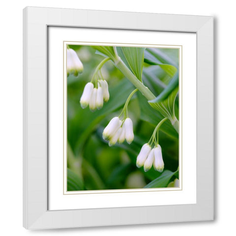 Eurasian Solomons Seal. Germany White Modern Wood Framed Art Print with Double Matting by Zwick, Martin