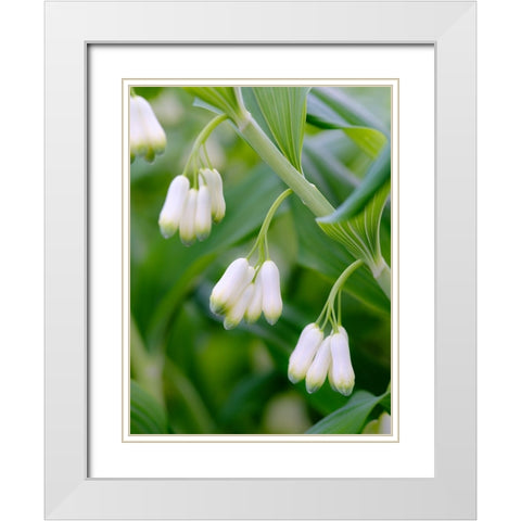 Eurasian Solomons Seal. Germany White Modern Wood Framed Art Print with Double Matting by Zwick, Martin