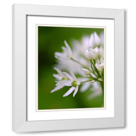 Wild garlic. Germany White Modern Wood Framed Art Print with Double Matting by Zwick, Martin