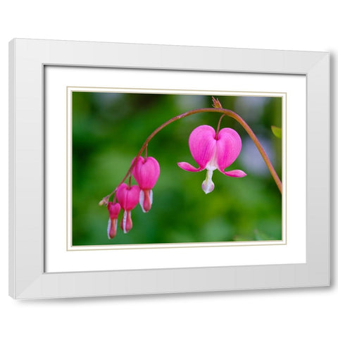 Bleeding heart (Lamprocapnos spectabilis). Germany White Modern Wood Framed Art Print with Double Matting by Zwick, Martin
