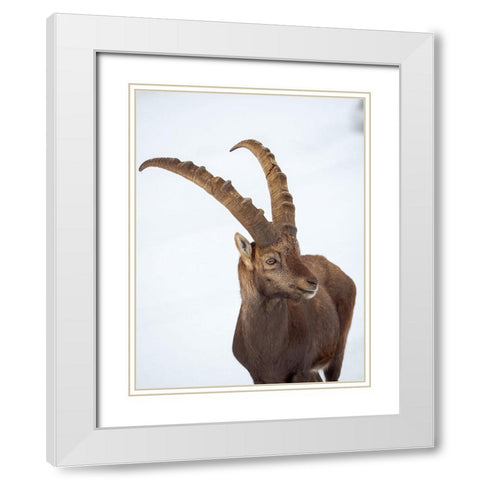 Alpine Ibex in fresh deep snow- Alpenwildpark (alpine game park) Obermaiselstein. Germany- Bavaria White Modern Wood Framed Art Print with Double Matting by Zwick, Martin