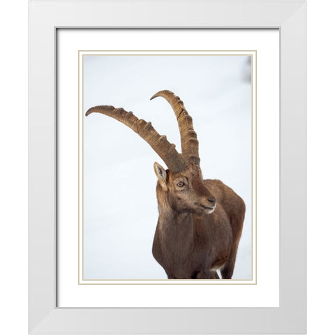 Alpine Ibex in fresh deep snow- Alpenwildpark (alpine game park) Obermaiselstein. Germany- Bavaria White Modern Wood Framed Art Print with Double Matting by Zwick, Martin