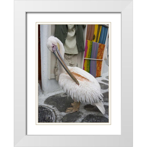 Greece, Mykonos, Hora Pelican grooming in alley White Modern Wood Framed Art Print with Double Matting by Young, Bill