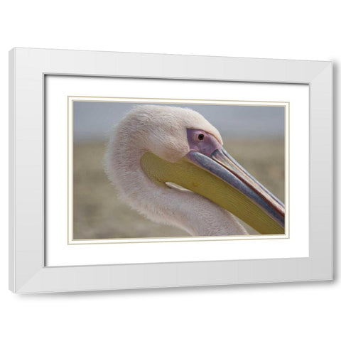 Greece, Mykonos Close-up of head of pink pelican White Modern Wood Framed Art Print with Double Matting by Young, Bill