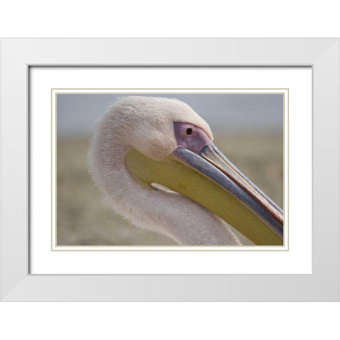 Greece, Mykonos Close-up of head of pink pelican White Modern Wood Framed Art Print with Double Matting by Young, Bill