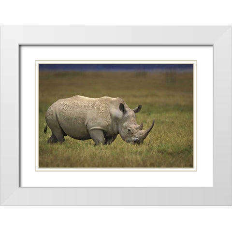Kenya, Lake Nakuru NP Northern white rhinoceros White Modern Wood Framed Art Print with Double Matting by Grall, Don
