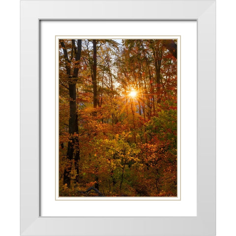 Autumn in the forest of the Koszeg mountains-Geschriebenstein- Hungary White Modern Wood Framed Art Print with Double Matting by Zwick, Martin
