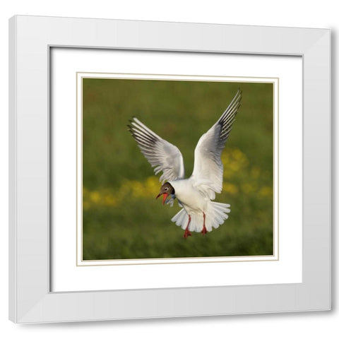 Iceland, Hethnar Black-headed gull screams White Modern Wood Framed Art Print with Double Matting by Morris, Arthur