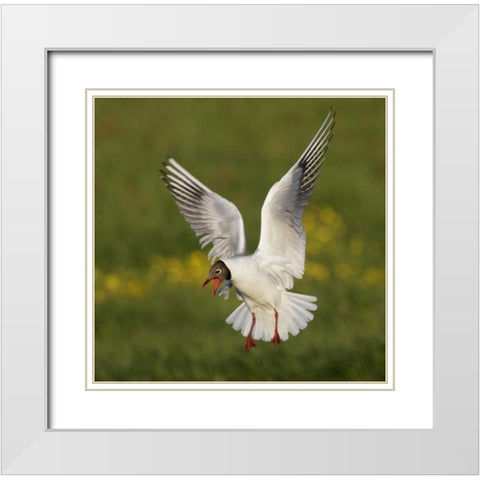 Iceland, Hethnar Black-headed gull screams White Modern Wood Framed Art Print with Double Matting by Morris, Arthur