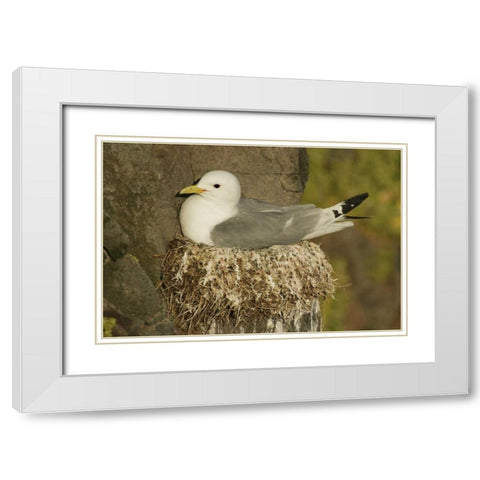 Iceland, Latrabjarg Black-legged kittiwake White Modern Wood Framed Art Print with Double Matting by Morris, Arthur