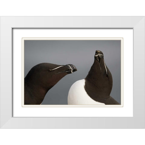 Iceland, Latrabjarg Razorbills in courtship White Modern Wood Framed Art Print with Double Matting by Morris, Arthur