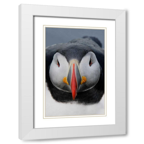 Iceland, Latrabjarg Atlantic puffin head White Modern Wood Framed Art Print with Double Matting by Morris, Arthur