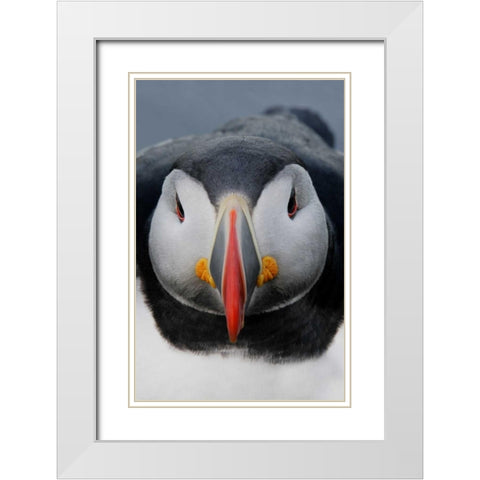 Iceland, Latrabjarg Atlantic puffin head White Modern Wood Framed Art Print with Double Matting by Morris, Arthur