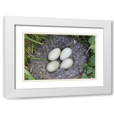 Iceland, Snaefellsnes Common eider nest and eggs White Modern Wood Framed Art Print with Double Matting by Morris, Arthur