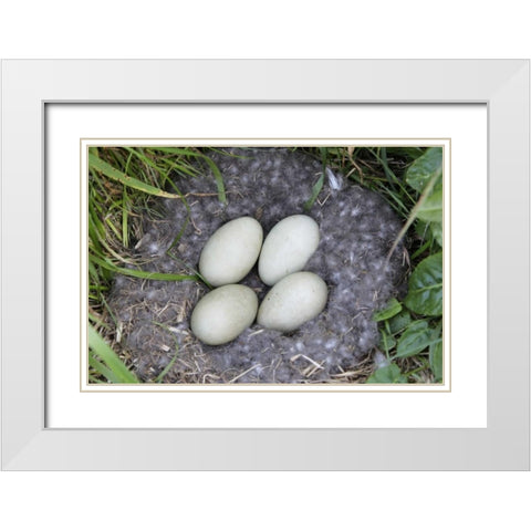 Iceland, Snaefellsnes Common eider nest and eggs White Modern Wood Framed Art Print with Double Matting by Morris, Arthur