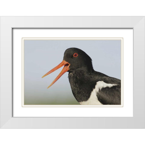 Iceland, Snaefellsnes Eurasian oystercatcher White Modern Wood Framed Art Print with Double Matting by Morris, Arthur