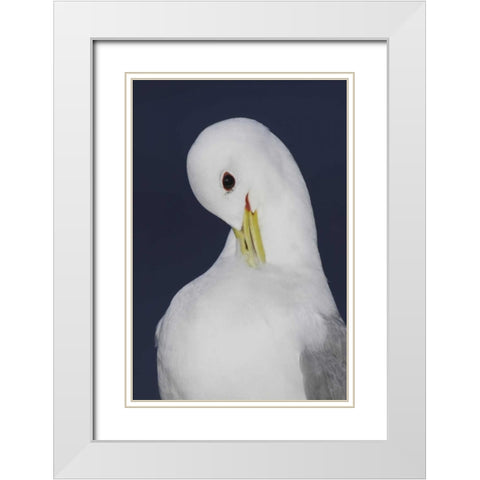 Iceland, Latrabjarg Black-legged kittiwake White Modern Wood Framed Art Print with Double Matting by Morris, Arthur