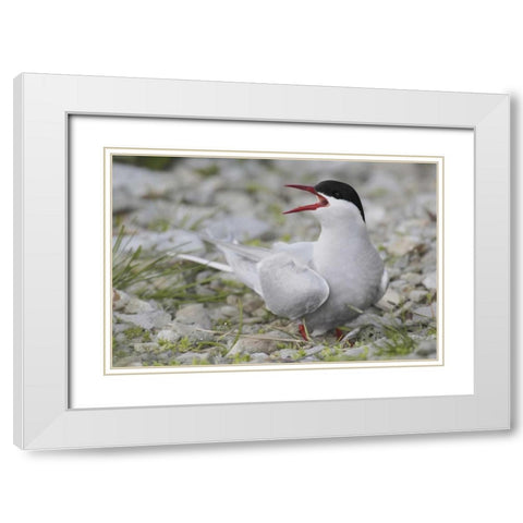 Iceland Artic tern screams while guarding egg White Modern Wood Framed Art Print with Double Matting by Morris, Arthur