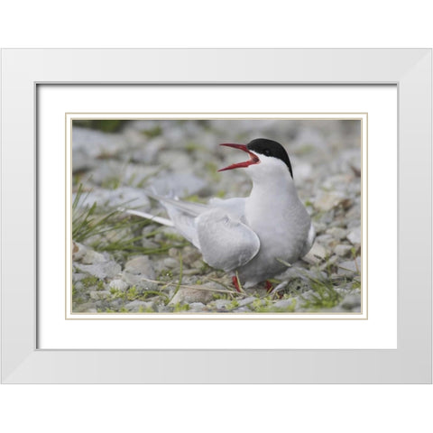 Iceland Artic tern screams while guarding egg White Modern Wood Framed Art Print with Double Matting by Morris, Arthur