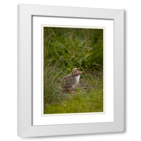 Iceland, Snaefellsnes A newborn Arctic tern White Modern Wood Framed Art Print with Double Matting by Grall, Don