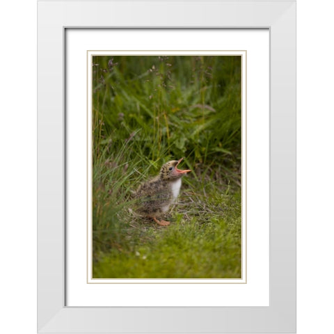 Iceland, Snaefellsnes A newborn Arctic tern White Modern Wood Framed Art Print with Double Matting by Grall, Don