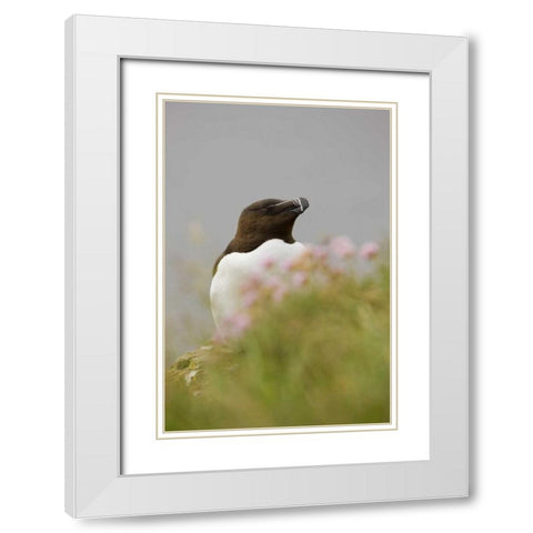 Iceland, Latrabjarg Razorbill behind flowers White Modern Wood Framed Art Print with Double Matting by Grall, Don