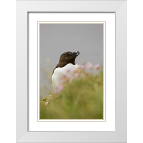 Iceland, Latrabjarg Razorbill behind flowers White Modern Wood Framed Art Print with Double Matting by Grall, Don