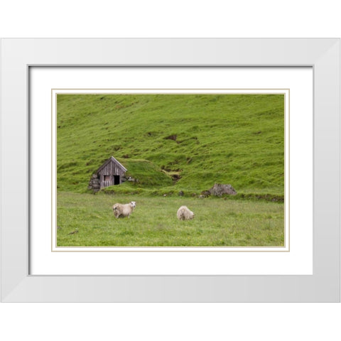 Iceland, Skogar Icelandic sheep by a hut White Modern Wood Framed Art Print with Double Matting by Grall, Don