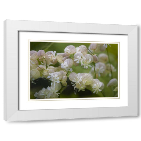 Iceland, Akureyri Freravorblum flowers White Modern Wood Framed Art Print with Double Matting by Grall, Don