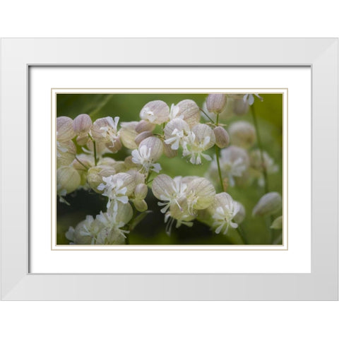 Iceland, Akureyri Freravorblum flowers White Modern Wood Framed Art Print with Double Matting by Grall, Don