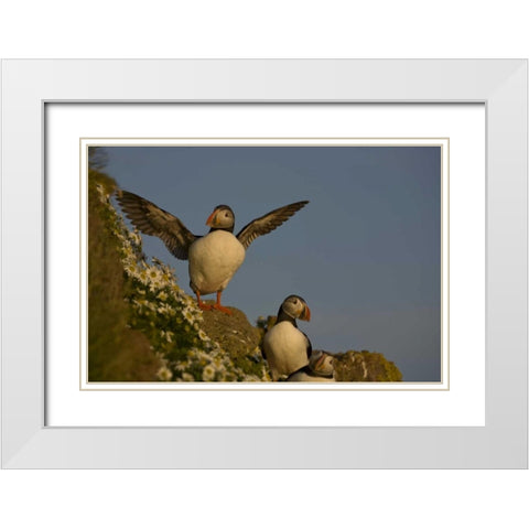 Iceland, Latrabjarg Atlantic puffin on cliff White Modern Wood Framed Art Print with Double Matting by Grall, Don