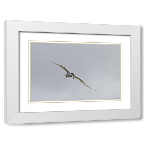 Iceland, Vik Arctic tern with small fish in beak White Modern Wood Framed Art Print with Double Matting by Young, Bill