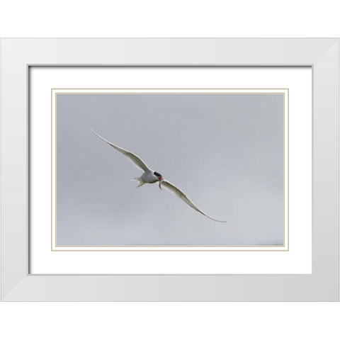 Iceland, Vik Arctic tern with small fish in beak White Modern Wood Framed Art Print with Double Matting by Young, Bill