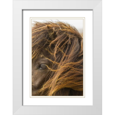 Europe, Iceland Icelandic horses head White Modern Wood Framed Art Print with Double Matting by Illg, Cathy and Gordon
