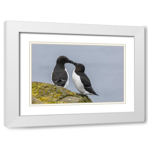 Iceland, Latrabjarg Razorbills in courtship White Modern Wood Framed Art Print with Double Matting by Illg, Cathy and Gordon