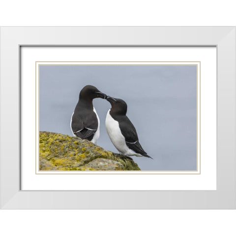 Iceland, Latrabjarg Razorbills in courtship White Modern Wood Framed Art Print with Double Matting by Illg, Cathy and Gordon