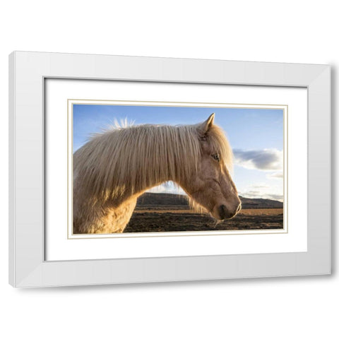 Iceland Portrait of Icelandic horse White Modern Wood Framed Art Print with Double Matting by Young, Bill