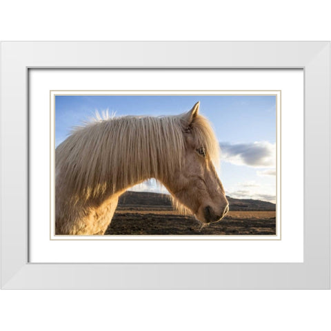 Iceland Portrait of Icelandic horse White Modern Wood Framed Art Print with Double Matting by Young, Bill