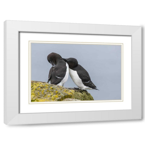 Iceland, Latrabjarg Razorbills courting White Modern Wood Framed Art Print with Double Matting by Illg, Cathy and Gordon