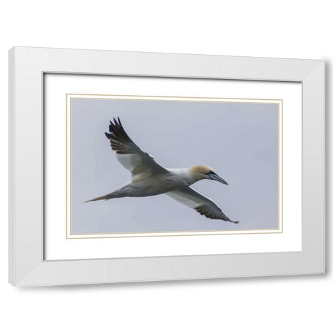 Iceland, Snaefellsnes Northern gannet gliding White Modern Wood Framed Art Print with Double Matting by Illg, Cathy and Gordon
