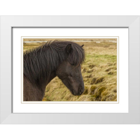 Iceland Profile of Icelandic horse White Modern Wood Framed Art Print with Double Matting by Illg, Cathy and Gordon