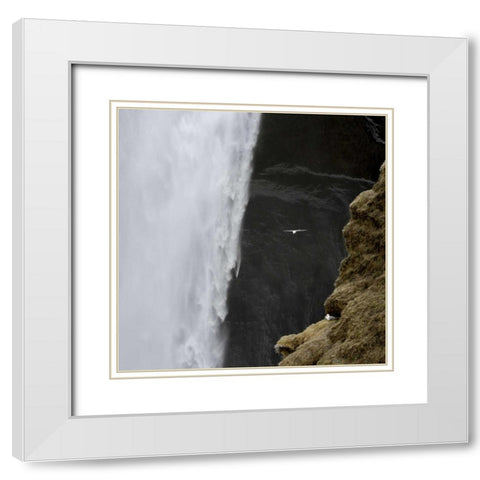 Iceland Seagull flies past Skogafoss waterfall White Modern Wood Framed Art Print with Double Matting by Young, Bill