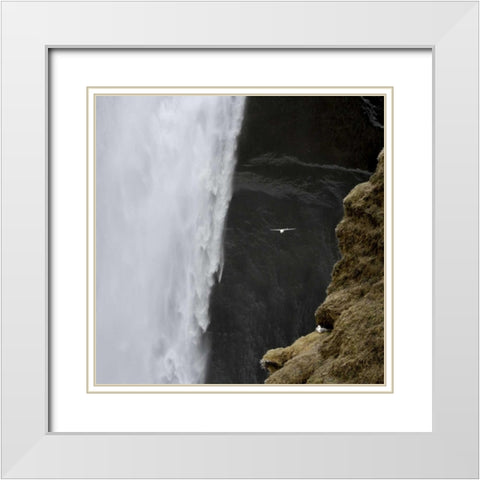 Iceland Seagull flies past Skogafoss waterfall White Modern Wood Framed Art Print with Double Matting by Young, Bill
