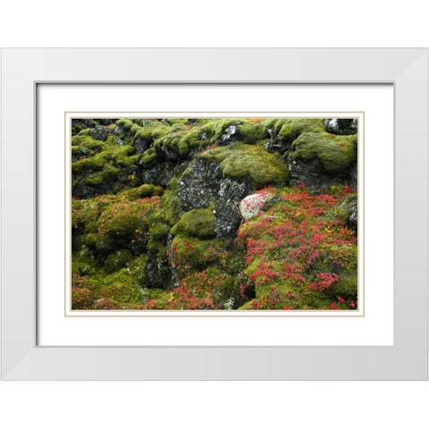 Iceland, Pingvellir NP Moss-covered rocks White Modern Wood Framed Art Print with Double Matting by Kirkland, Dennis