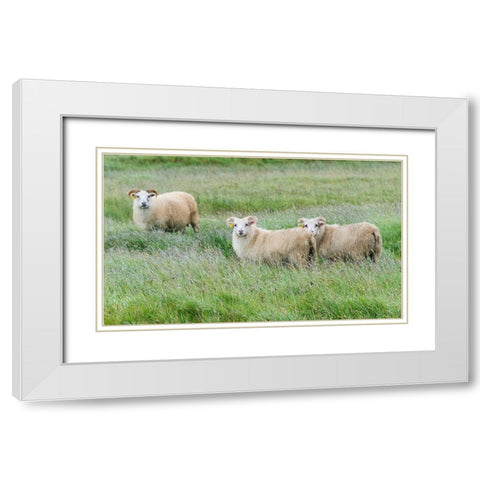 Sheep on the meadow-Iceland White Modern Wood Framed Art Print with Double Matting by Su, Keren