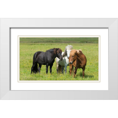 Horses on the ranch-south Iceland White Modern Wood Framed Art Print with Double Matting by Su, Keren