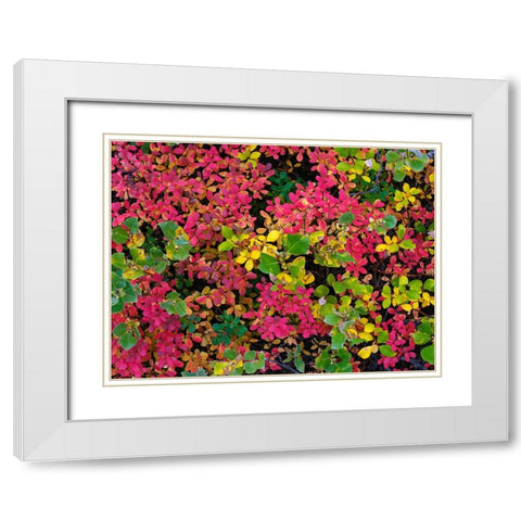 Colorful autumn forest at Lake Myvatn. Europe- Iceland White Modern Wood Framed Art Print with Double Matting by Zwick, Martin