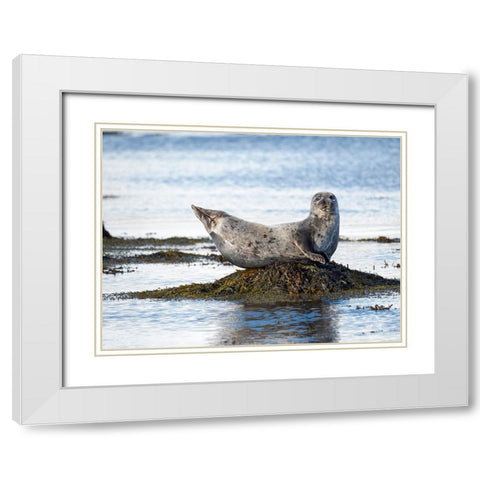 Harbor Seal near Djupavik in Iceland.-Strandir. Europe- Iceland White Modern Wood Framed Art Print with Double Matting by Zwick, Martin