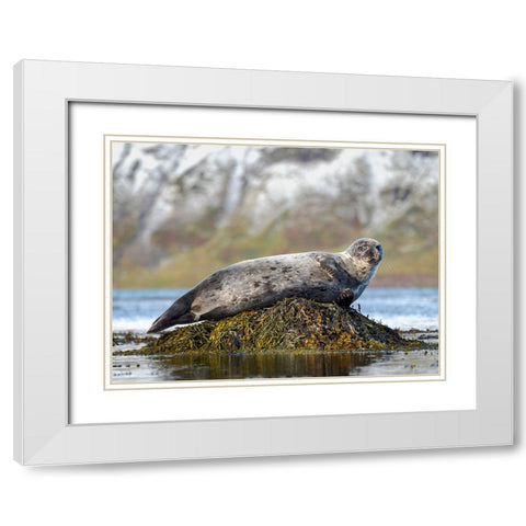 Harbor Seal near Djupavik in Iceland.-Strandir. Europe- Iceland White Modern Wood Framed Art Print with Double Matting by Zwick, Martin